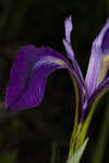 Savannah iris